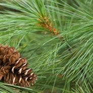 The Wind in the Pines